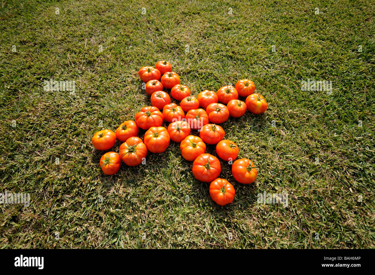 Group of tomatoes representing a cross over the grass. Stock Photo