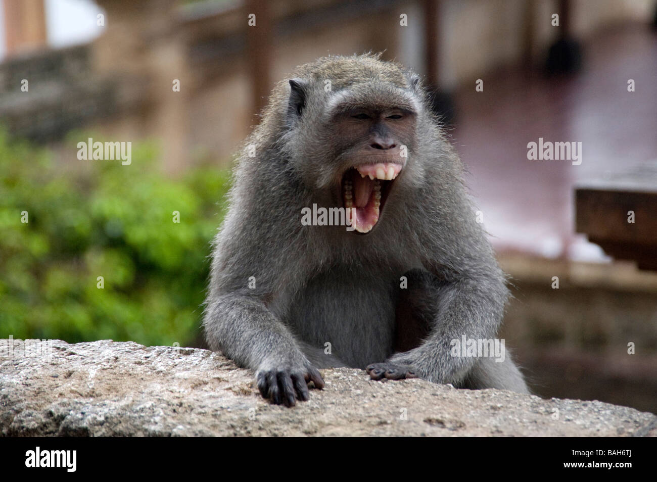 baboon screaming