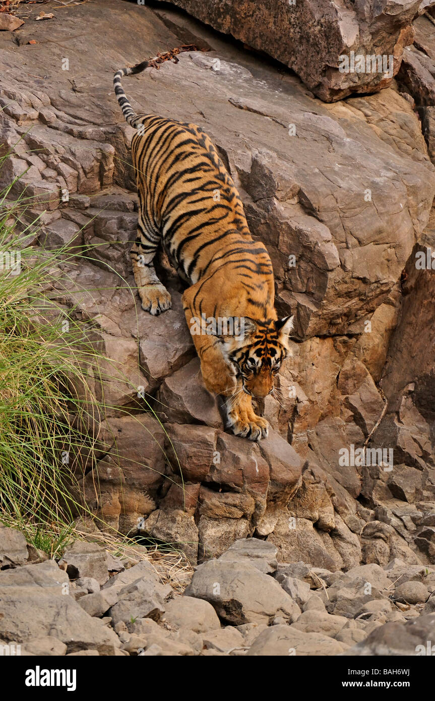 A young tiger jumping over rocks in a forest path in Ranthambore national park Stock Photo