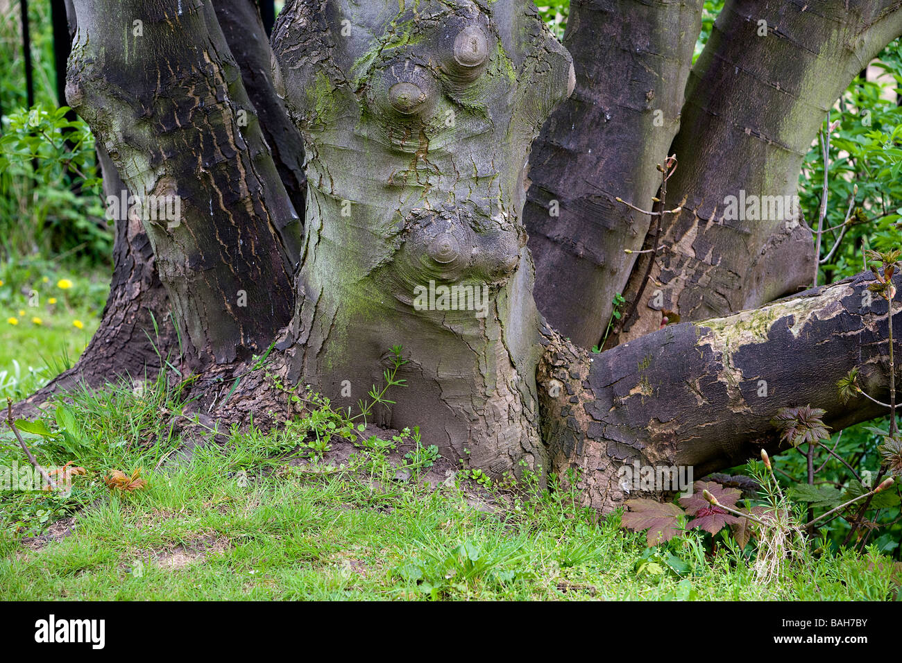 The base of many trees trunks grow together as if one and at all angles
