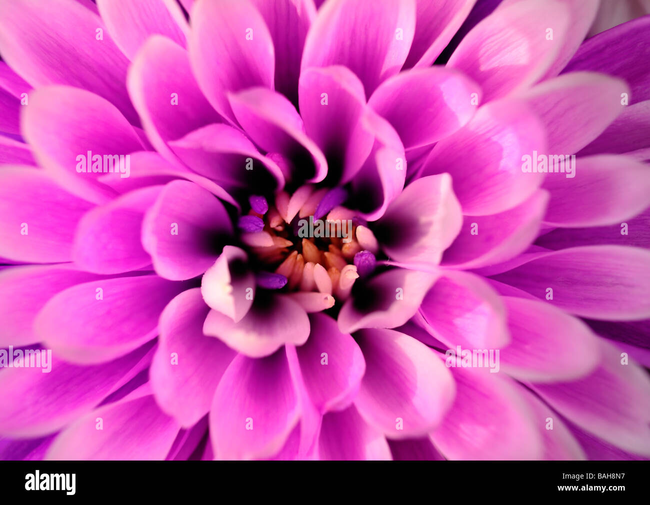 pink chrysanthemum Stock Photo