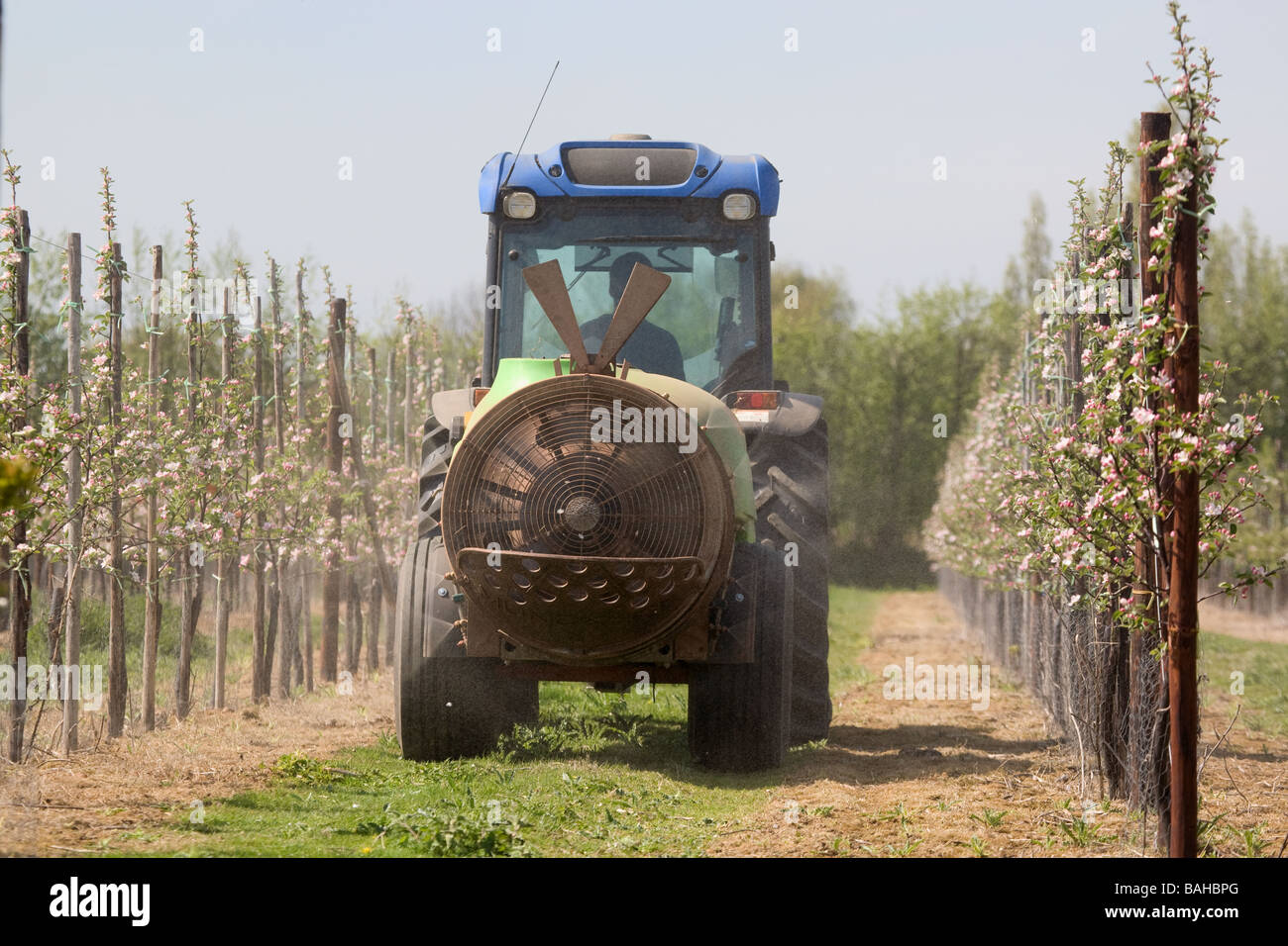 Spraying Young Apple Trees Stock Photo