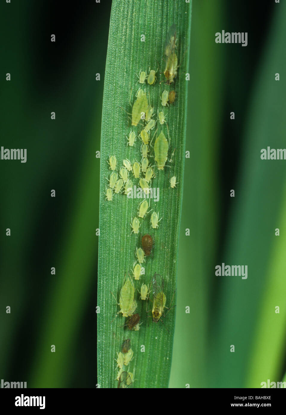 Rose grain aphids Metopolophium dirhodum and bird cherry aphids Rhopalosiphum padi on barley Stock Photo