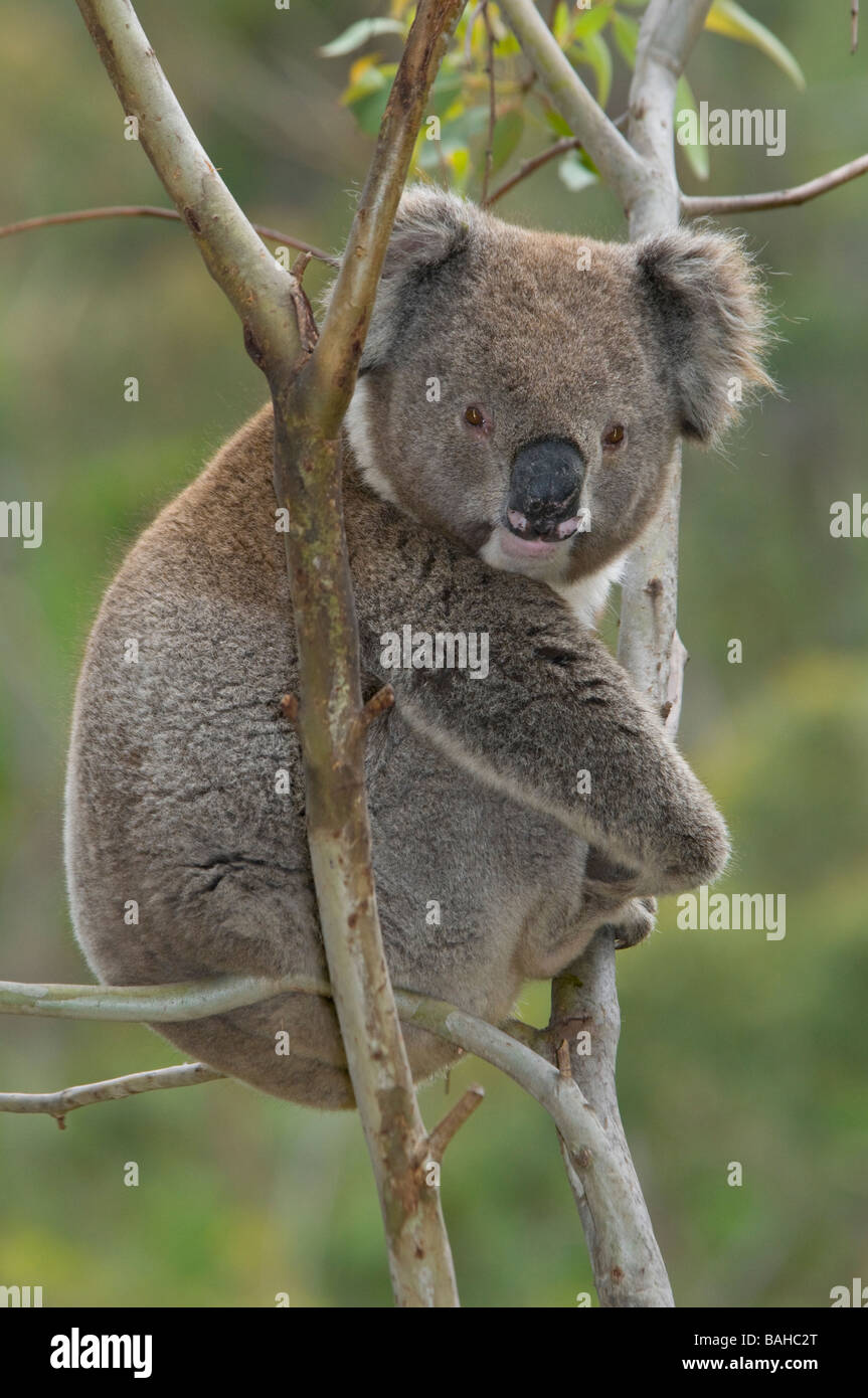 Koala Hi res Stock Photography And Images Alamy koala-hi-res-stock-photography-and-images-alamy