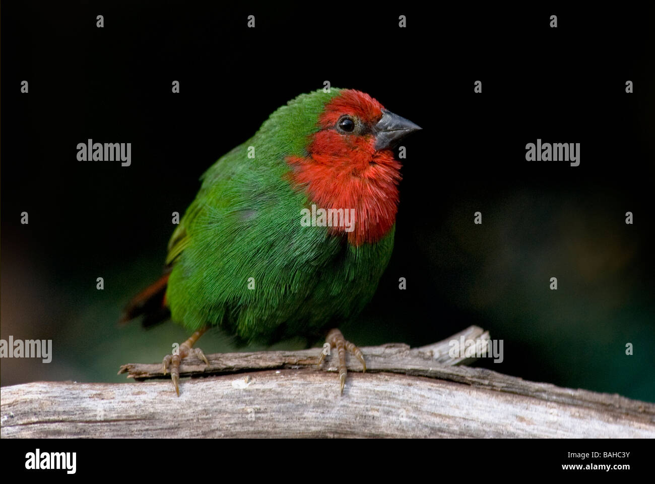 Red-breasted Parrot-finch 'Erythrura psittacea' Stock Photo