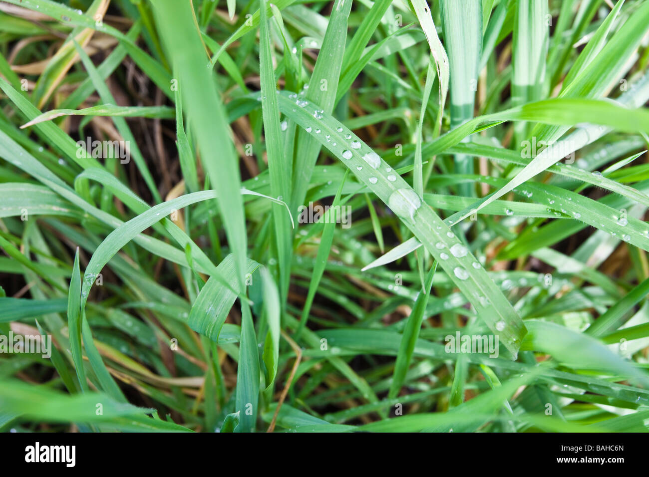 Close up shot of beautiful green fresh grass Stock Photo - Alamy