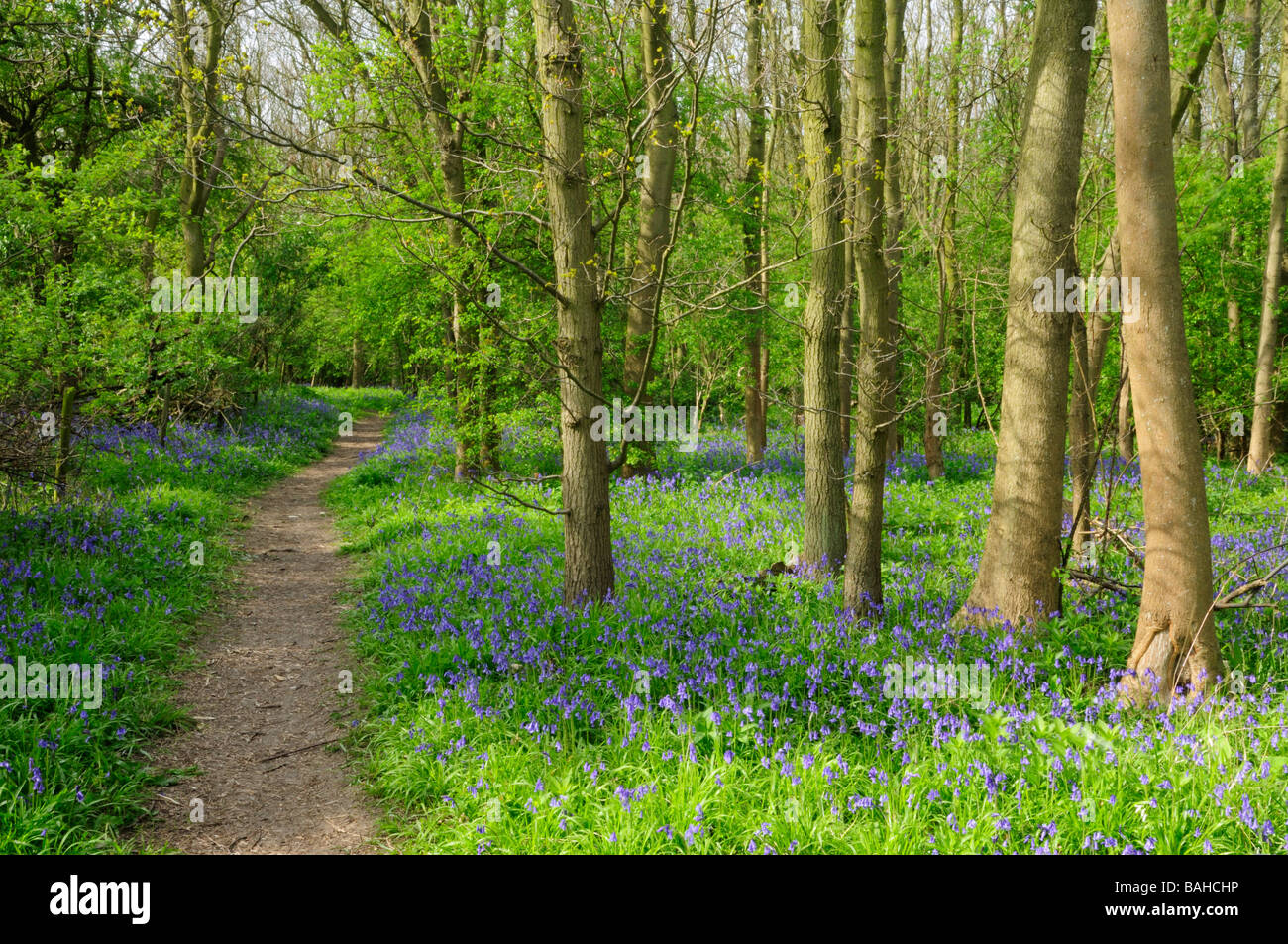 Gamlingay hires stock photography and images Alamy