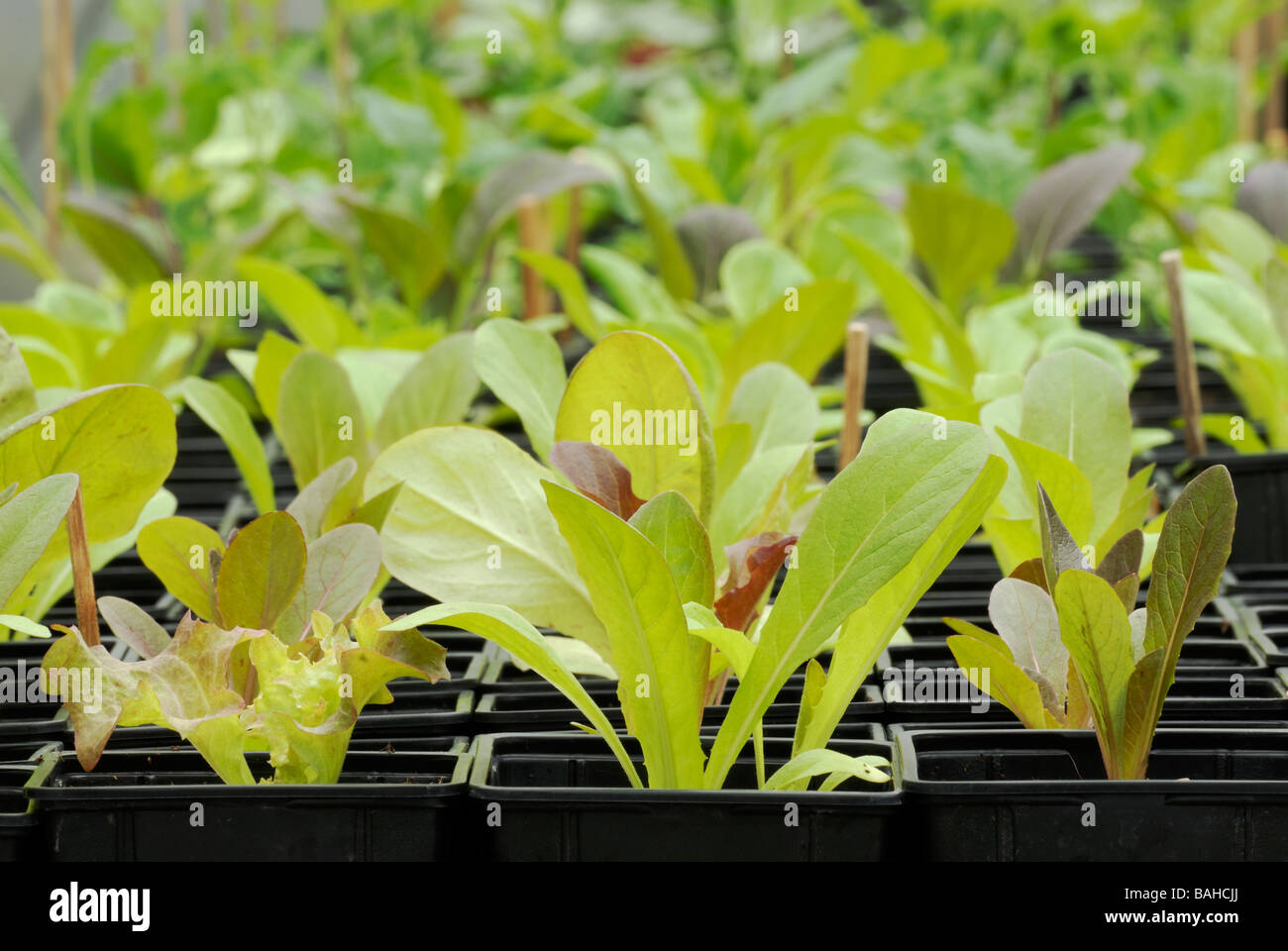 Mixed Lettuce Seedlings growing in pots in Spring Stock Photo Alamy