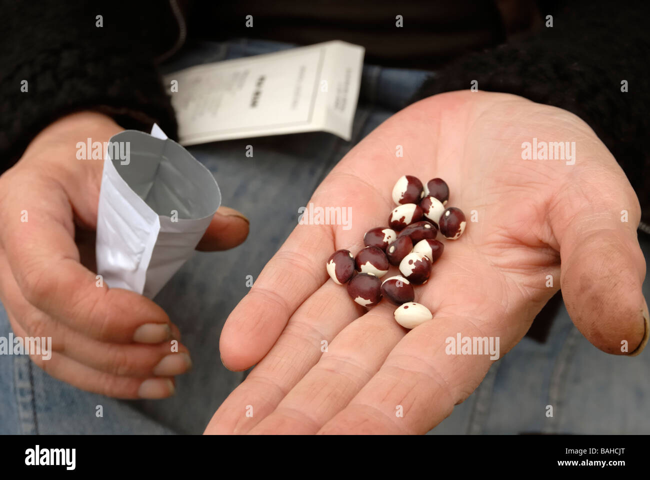Phaseolus aegypticus Pea Bean seeds Stock Photo Alamy