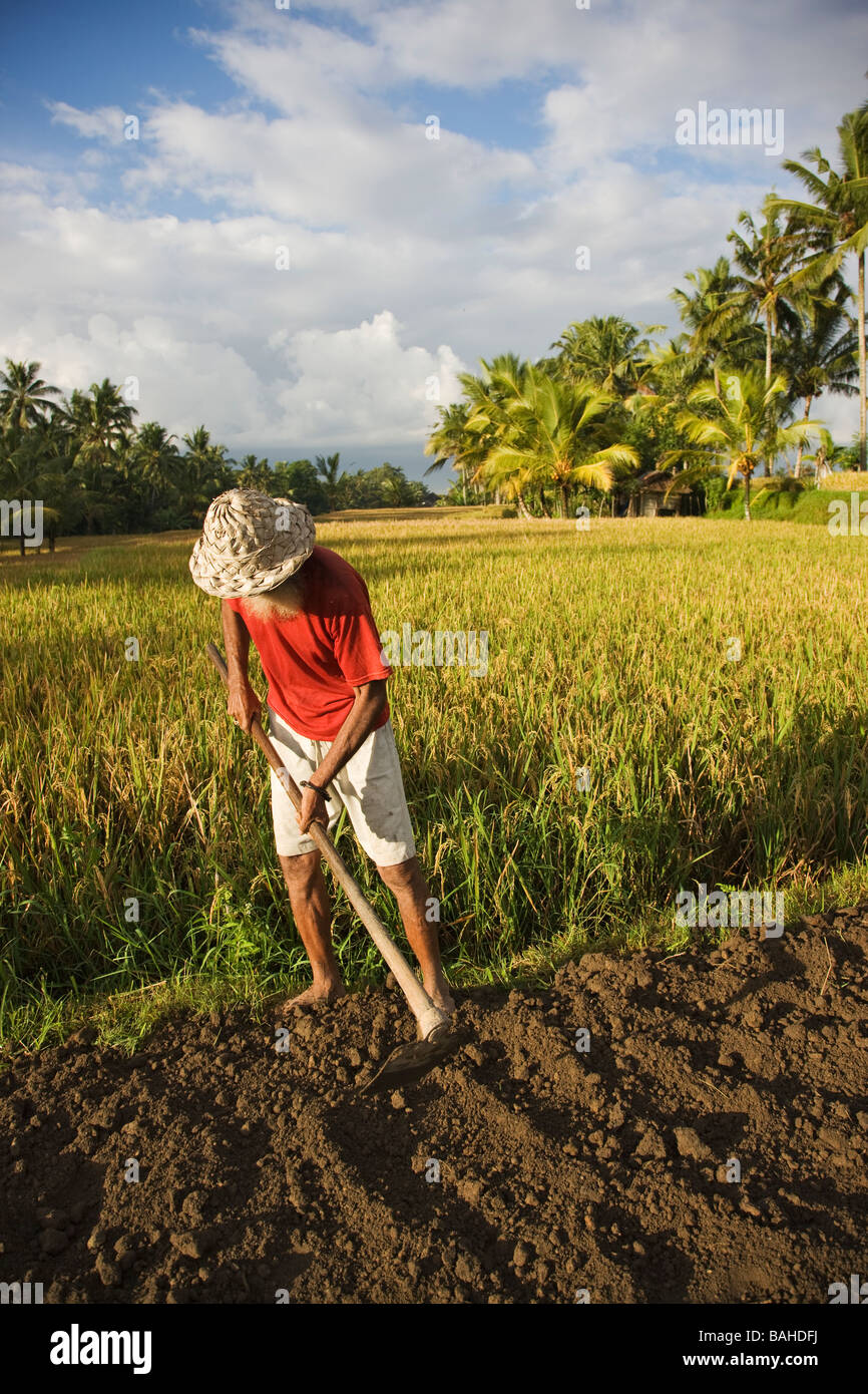 Rice farmer preparing fields for crops Ubud Bali Indonesia Models Released Stock Photo