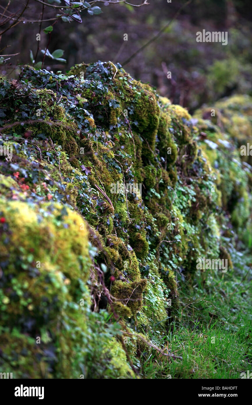 Stone Walls Covered in Moss and Vegetation Ireland Stock Photo