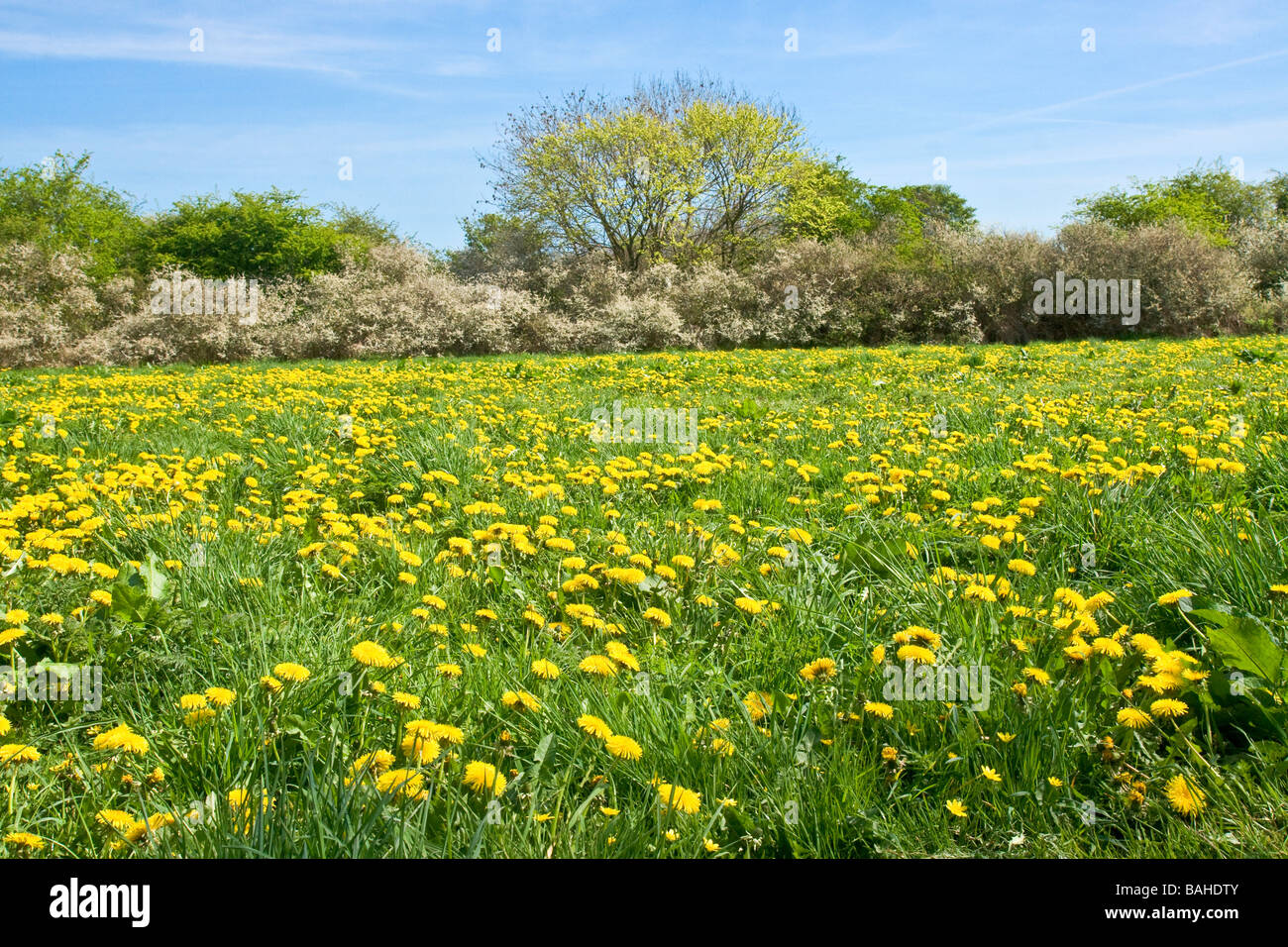 a mass of dandelions on a wide grass verge near Middleham, North Yorkshire. Blackthorn blossom in the background. Stock Photo