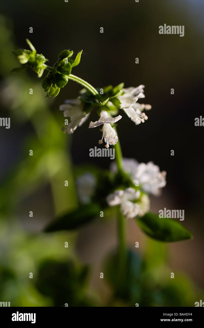 Flowering Sweet Basil Plant Stock Photo Alamy