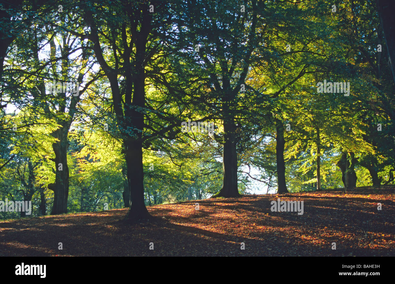 Wychwood forest hires stock photography and images Alamy