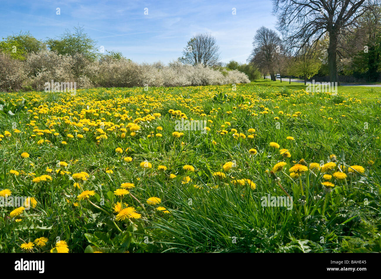 a mass of dandelions on a wide grass verge near Middleham, North Yorkshire. Blackthorn blossom in the background. Stock Photo