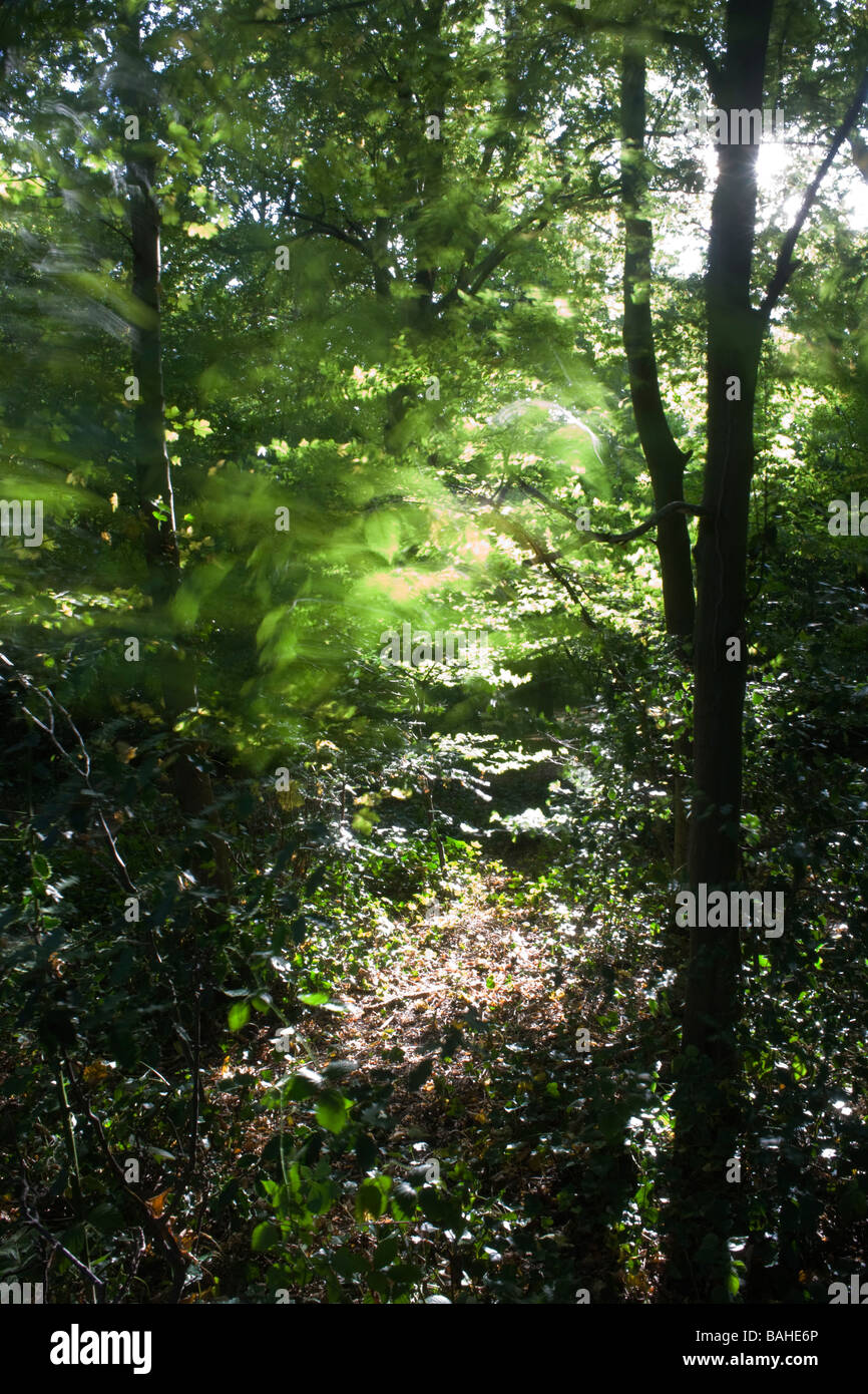 Summer sunlight filters through the old boughs and green foliage of healthy beech trees in the ancient forest of Sydenham Wood Stock Photo