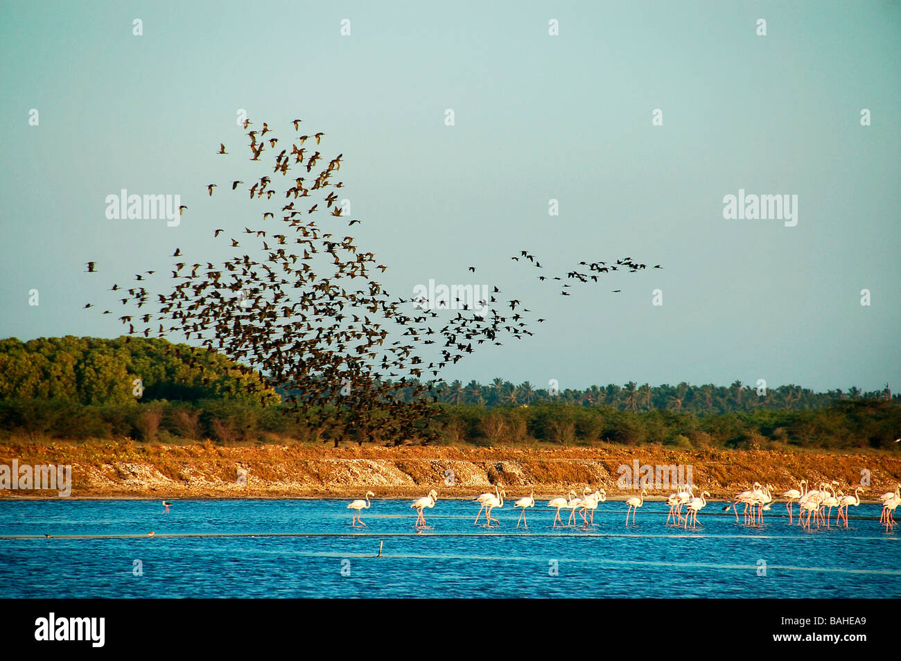 formation flying by Glossy ibis Stock Photo