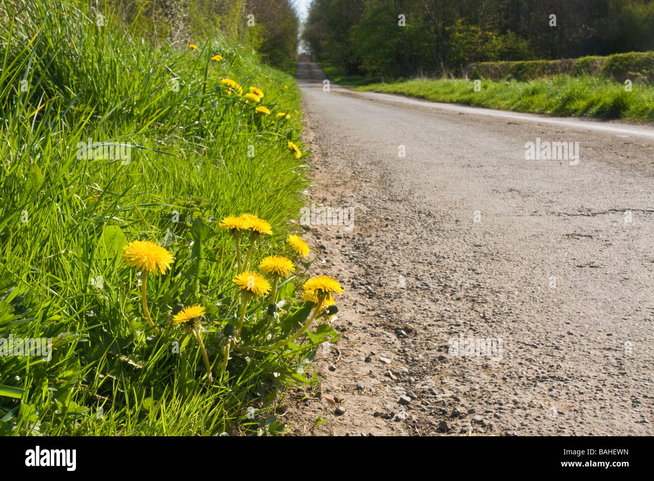 Dandelions growing by the side of a narrow country road in North Yorkshire Stock Photo