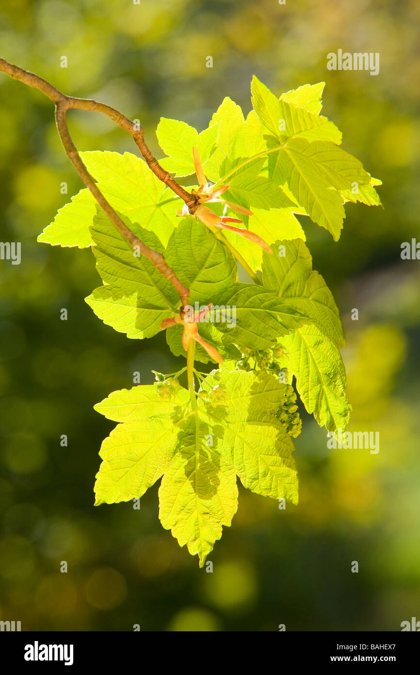 New green Sycamore tree (Acer pseudoplatanus) leaves in an English woodland during spring Stock Photo