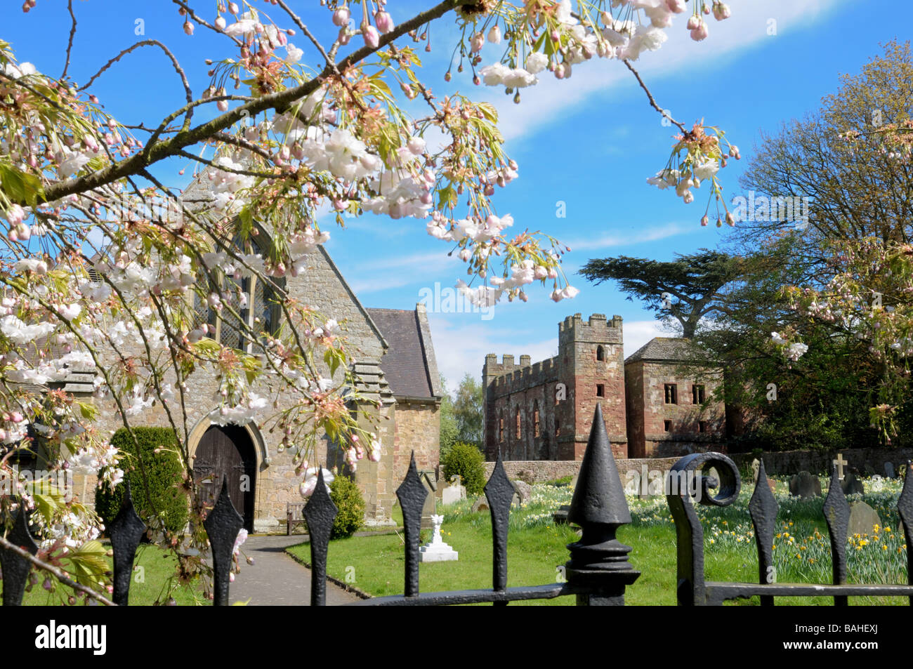 Spring blossom at Acton Burnell Castle, Shropshire, England Stock Photo