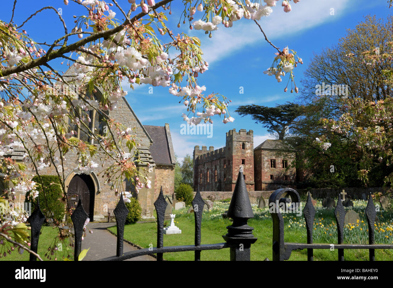 Spring blossom at Acton Burnell Castle, Shropshire, England Stock Photo