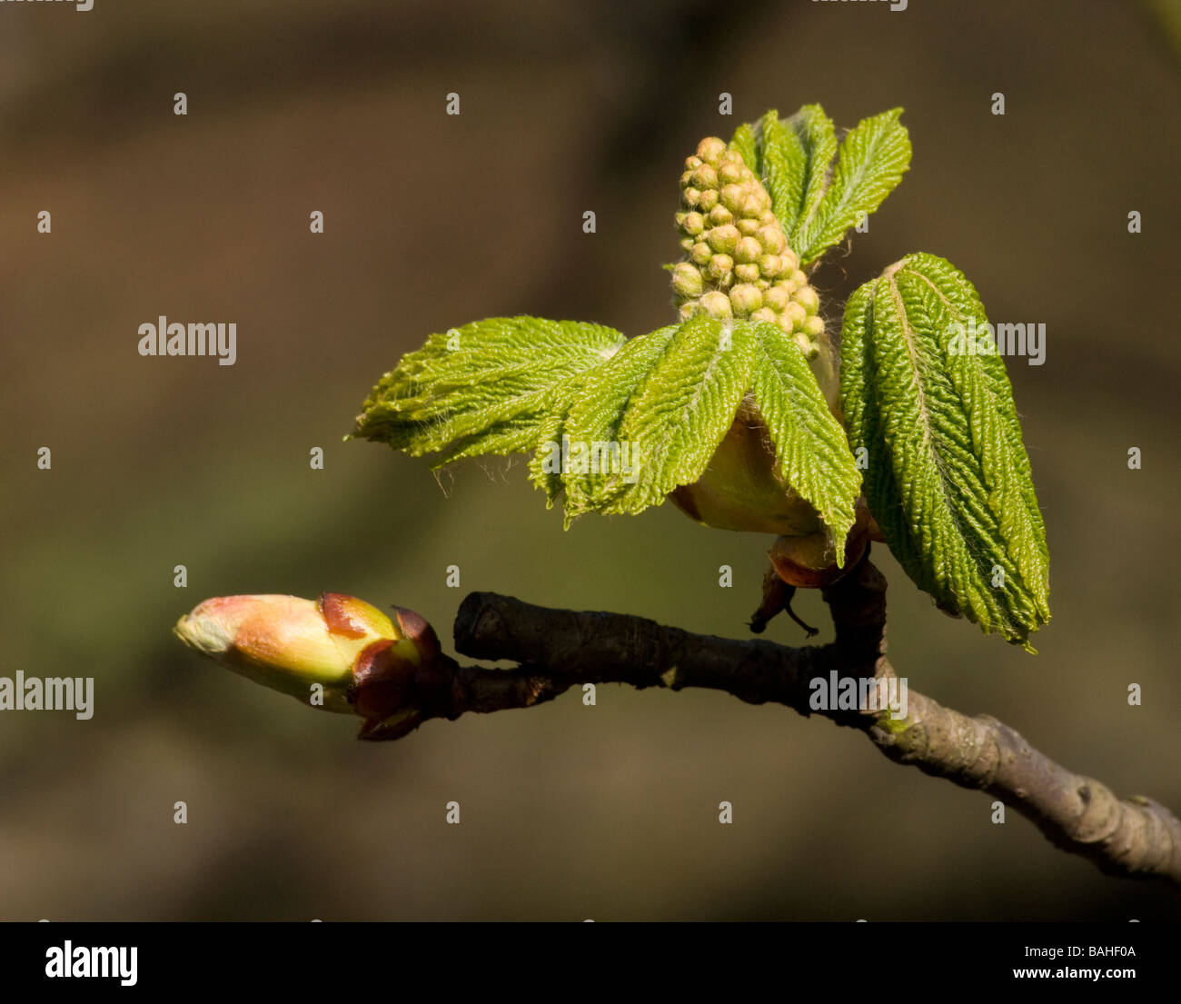 Chestnut tree flower hi-res stock photography and images - Alamy