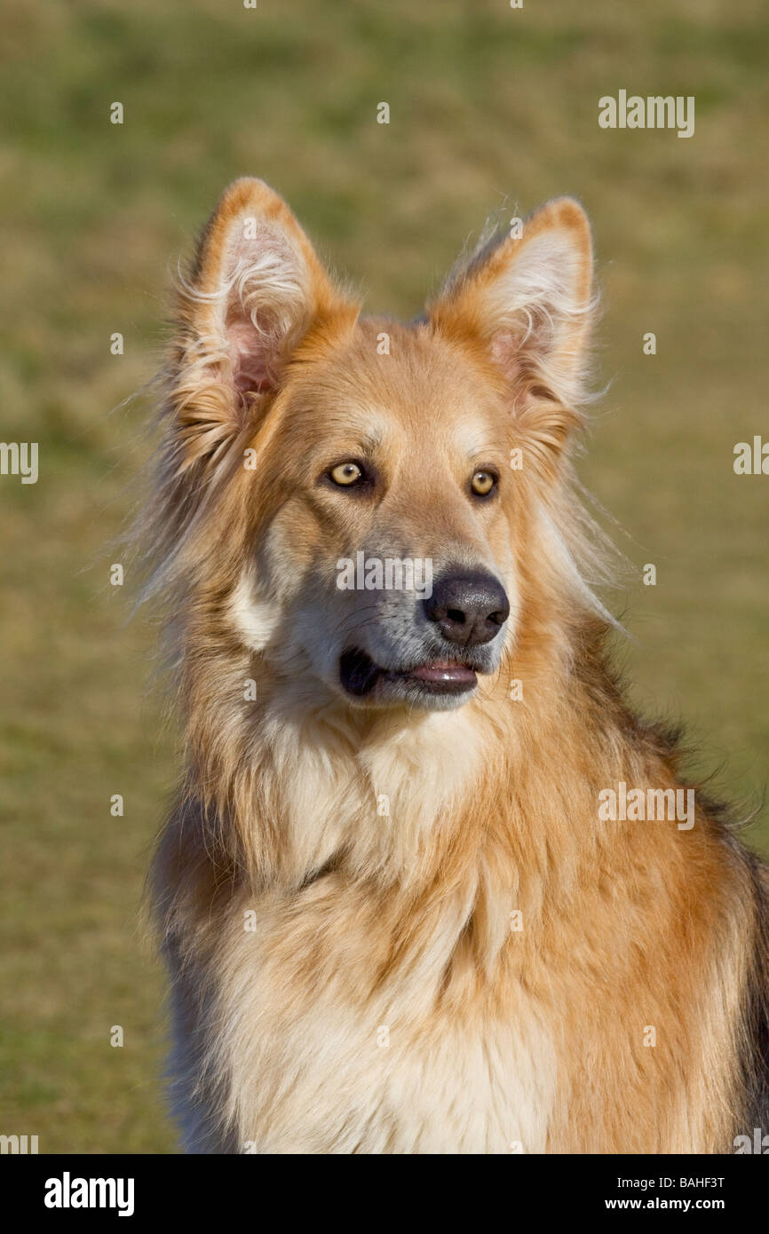 German Shepherd Dog portrait Stock Photo