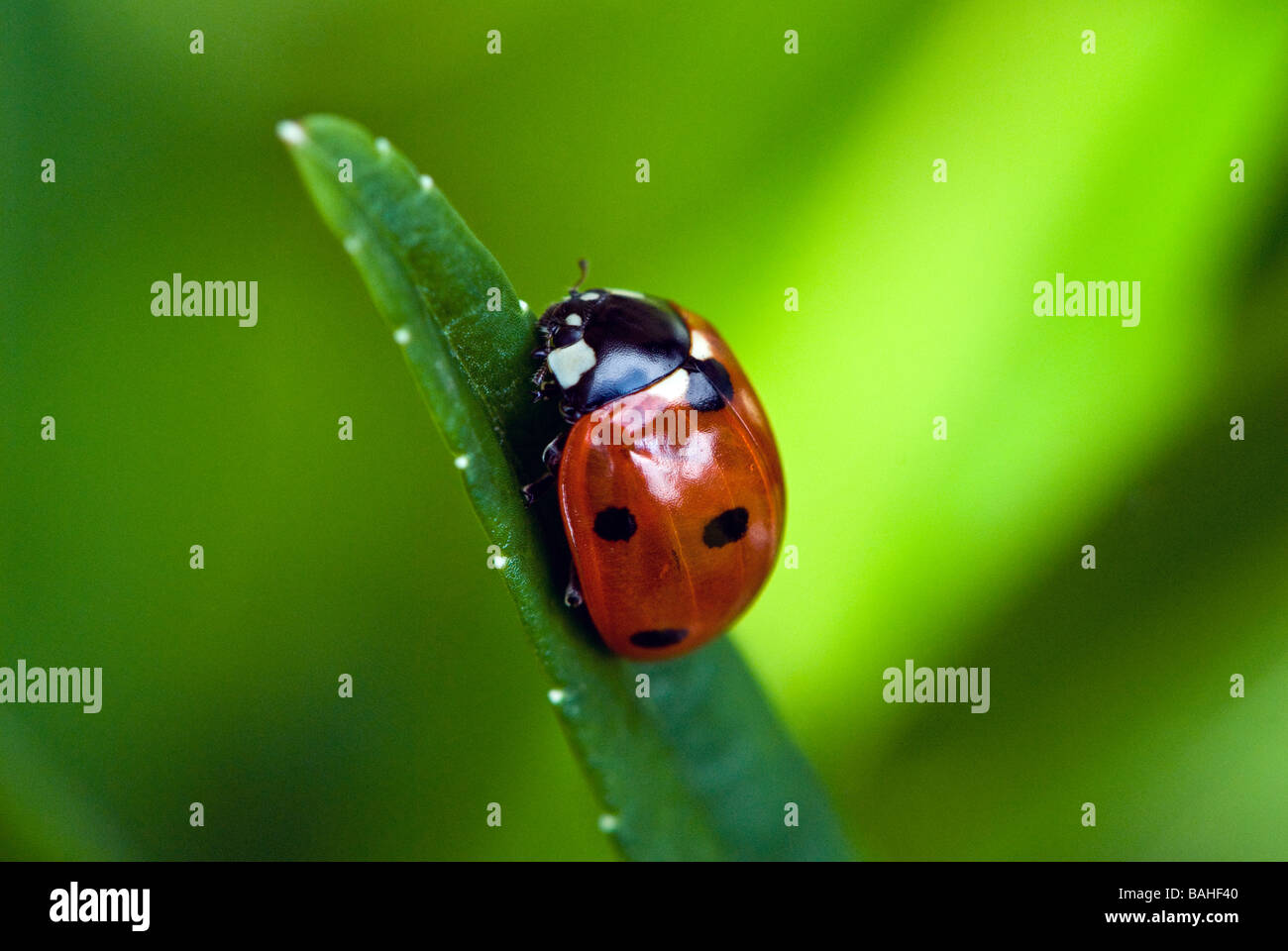 Ladybird close up on a Campanula leaf. Detailed macro shot Stock Photo