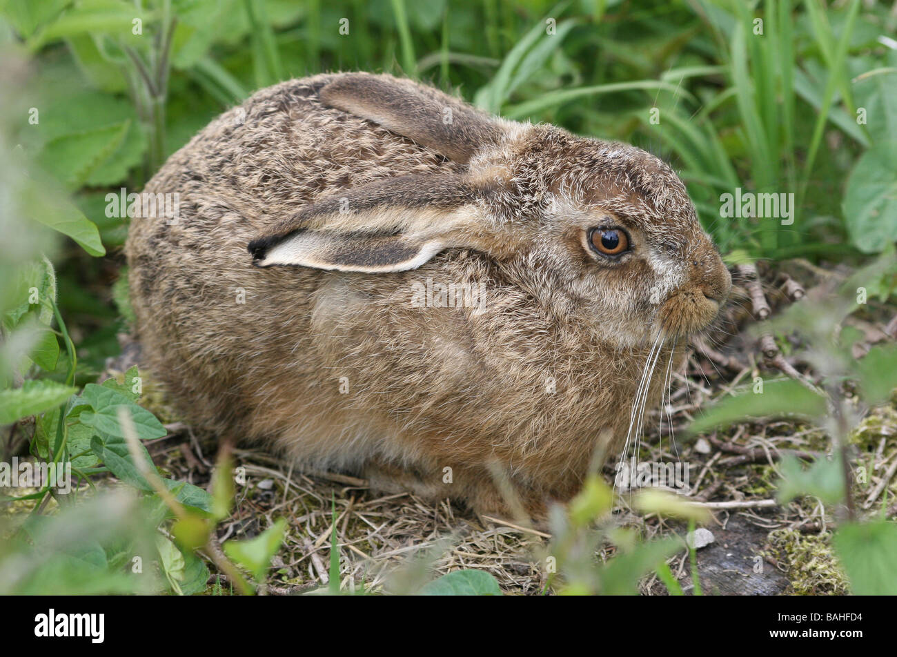 Brown Hare Lepus europaeus Leveret Sat Amongst Vegetation Taken In Cumbria, UK Stock Photo
