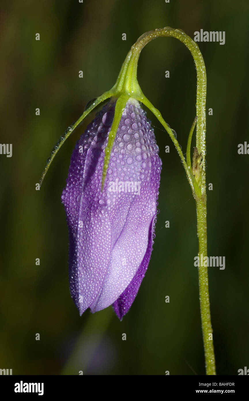 Bellflower (Campanula lusitanica) Stock Photo