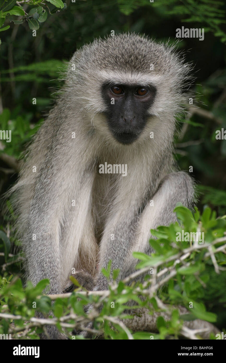 Portrait Of Vervet Monkey Chlorocebus pygerythrus Sat In Tree In Mkuze Game Reserve, South Africa Stock Photo