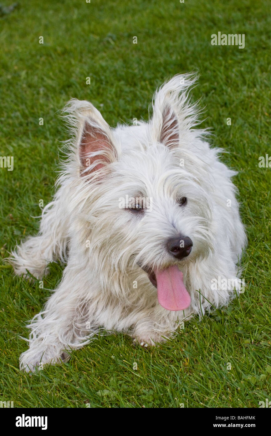 Scruffy west highland terrier hires stock photography and images Alamy