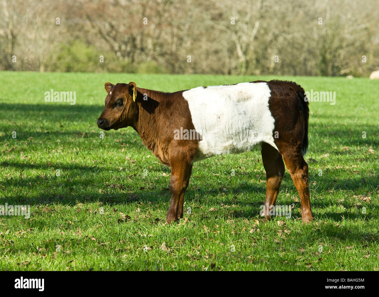 calf Stock Photo