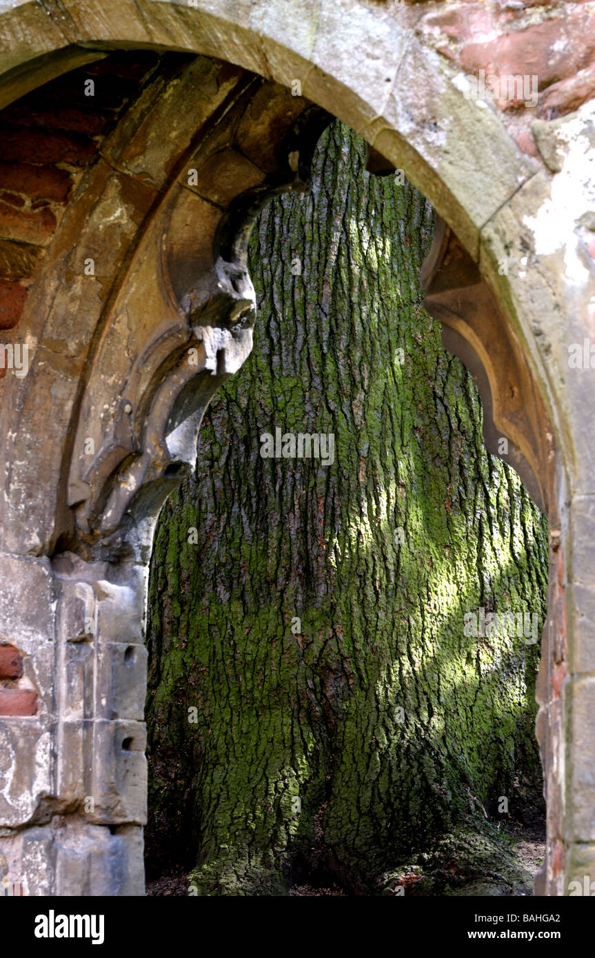 Cedar of Lebanon, Acton Burnell Castle, Shropshire, England. Stock Photo