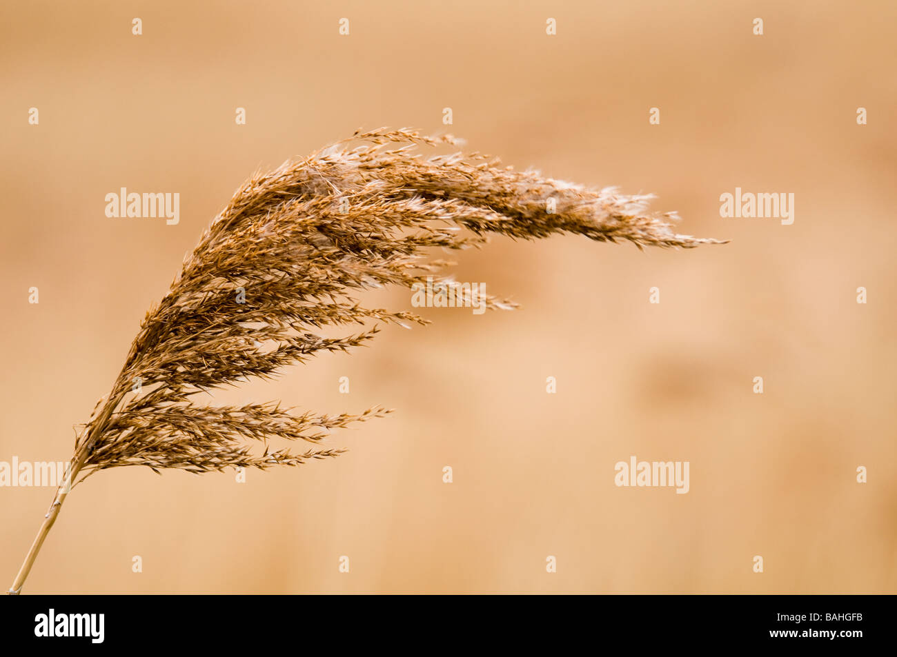 Common reed Stock Photo