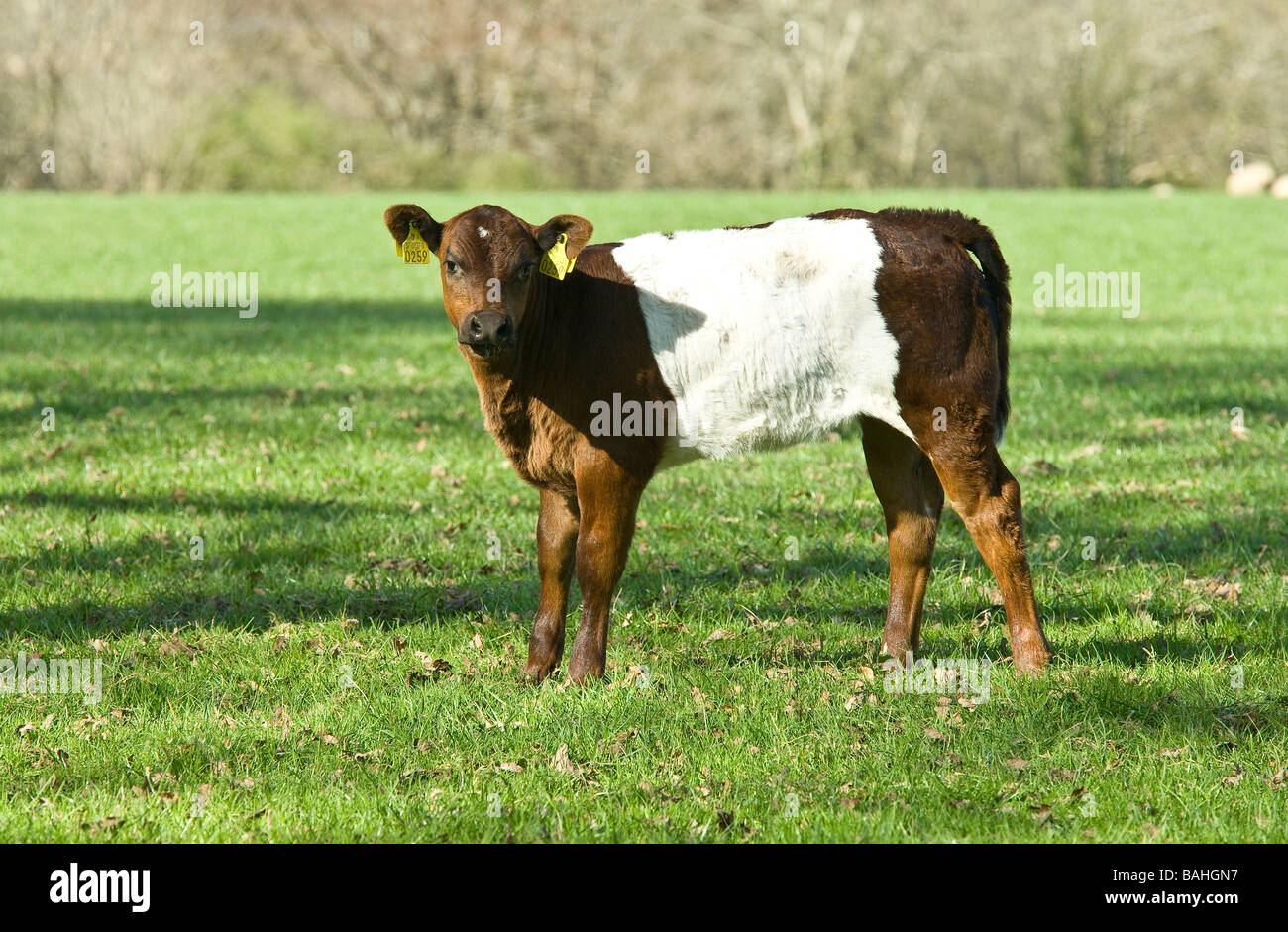 calf Stock Photo