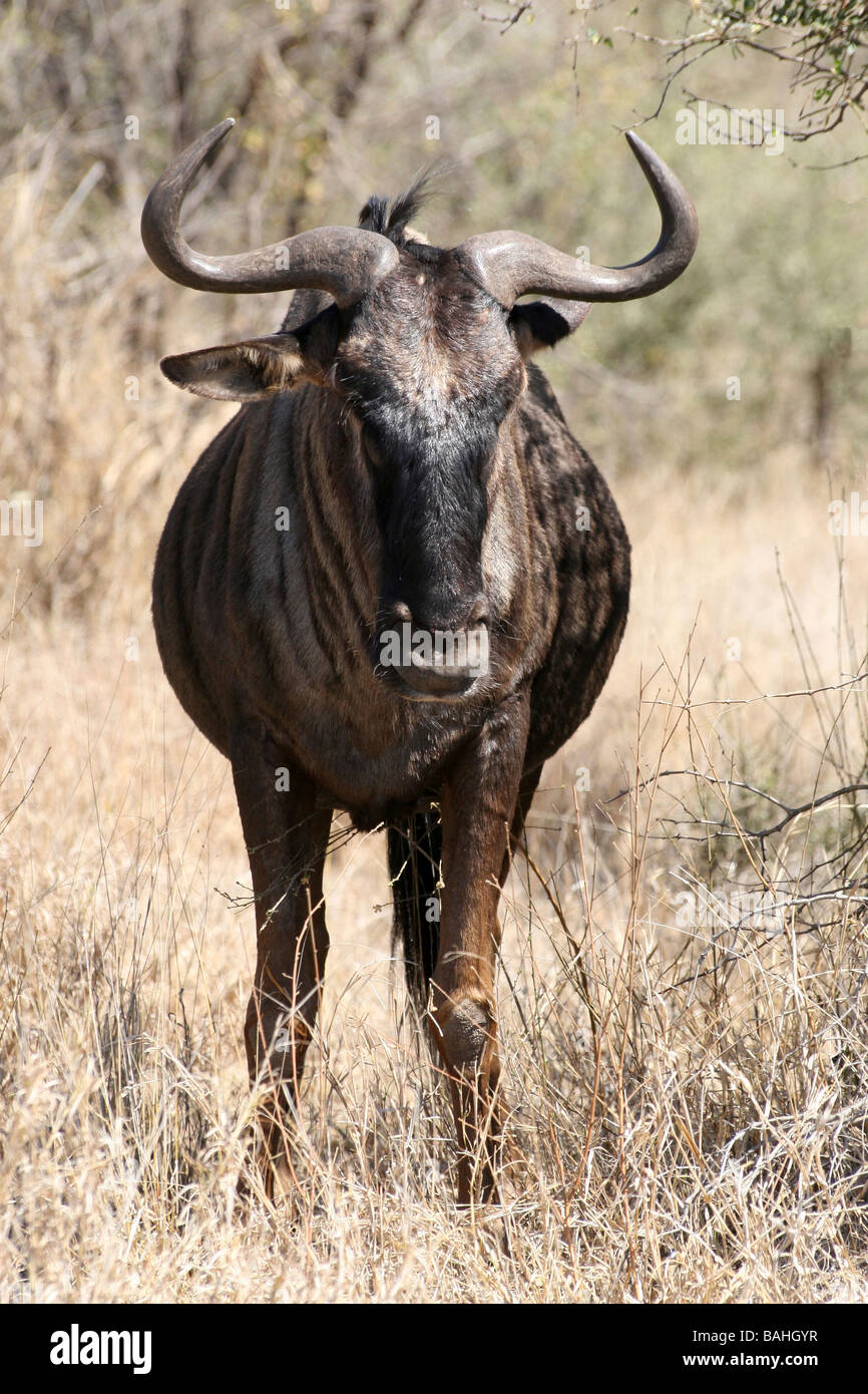 Portrait Of Lone Blue Wildebeest Connochaetes taurinus Facing Camera In Kruger National Park, South Africa Stock Photo