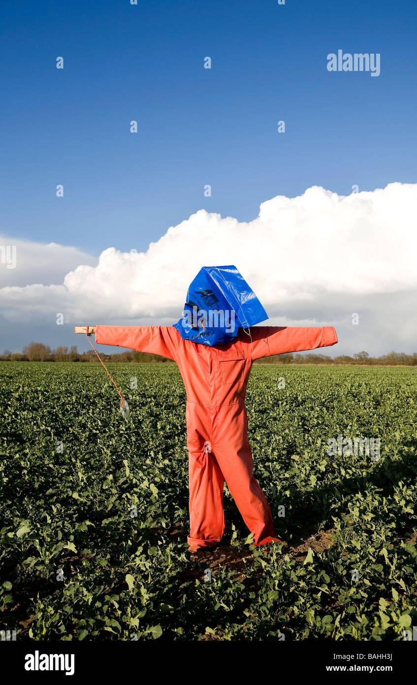 Scarecrow with bright blue sky in norfolk field uk Stock Photo