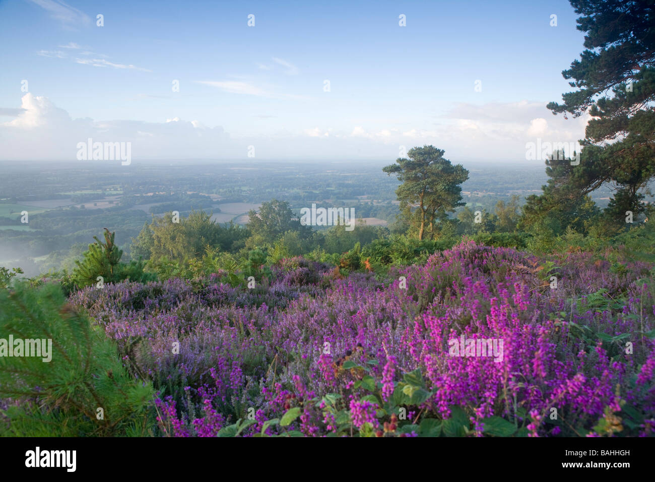 Heather on Leith Hill Surrey August Stock Photo