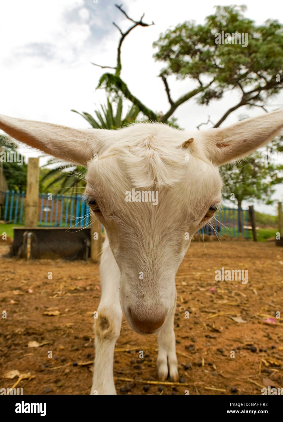 A young white baby goat on a farm tries to headbutt the viewer Stock