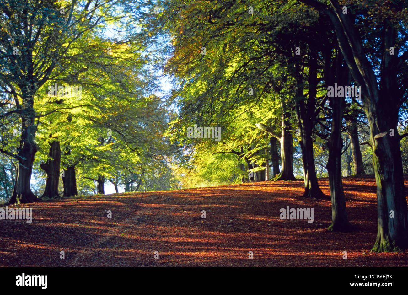 Path between beech trees Wychwood Forest England Stock Photo Alamy