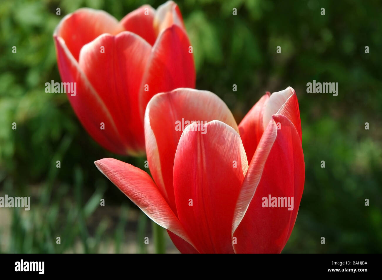 beautiful tulips close up Stock Photo - Alamy