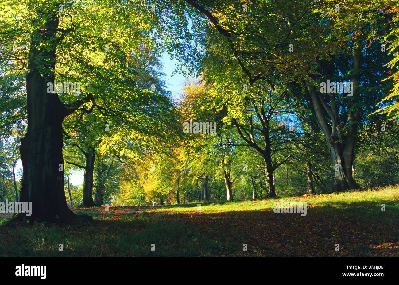 Autumn foliage in the Wychwood Forest Oxfordshire England Stock Photo