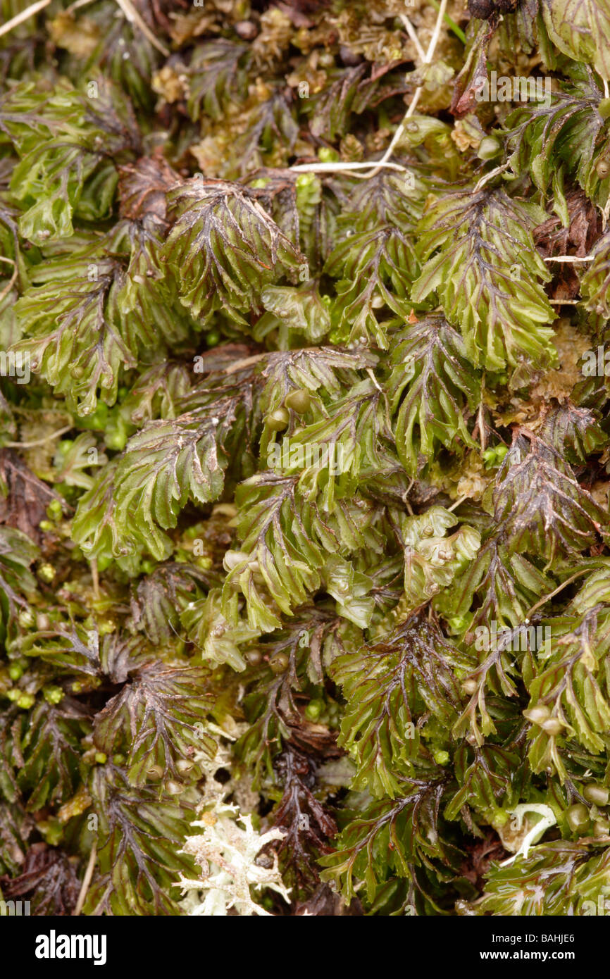 Wilson s filmy fern Hymenophyllum wilsonii UK Stock Photo