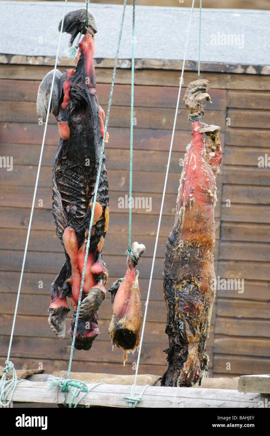 Hunted seals put to cure outside for dog food Stock Photo