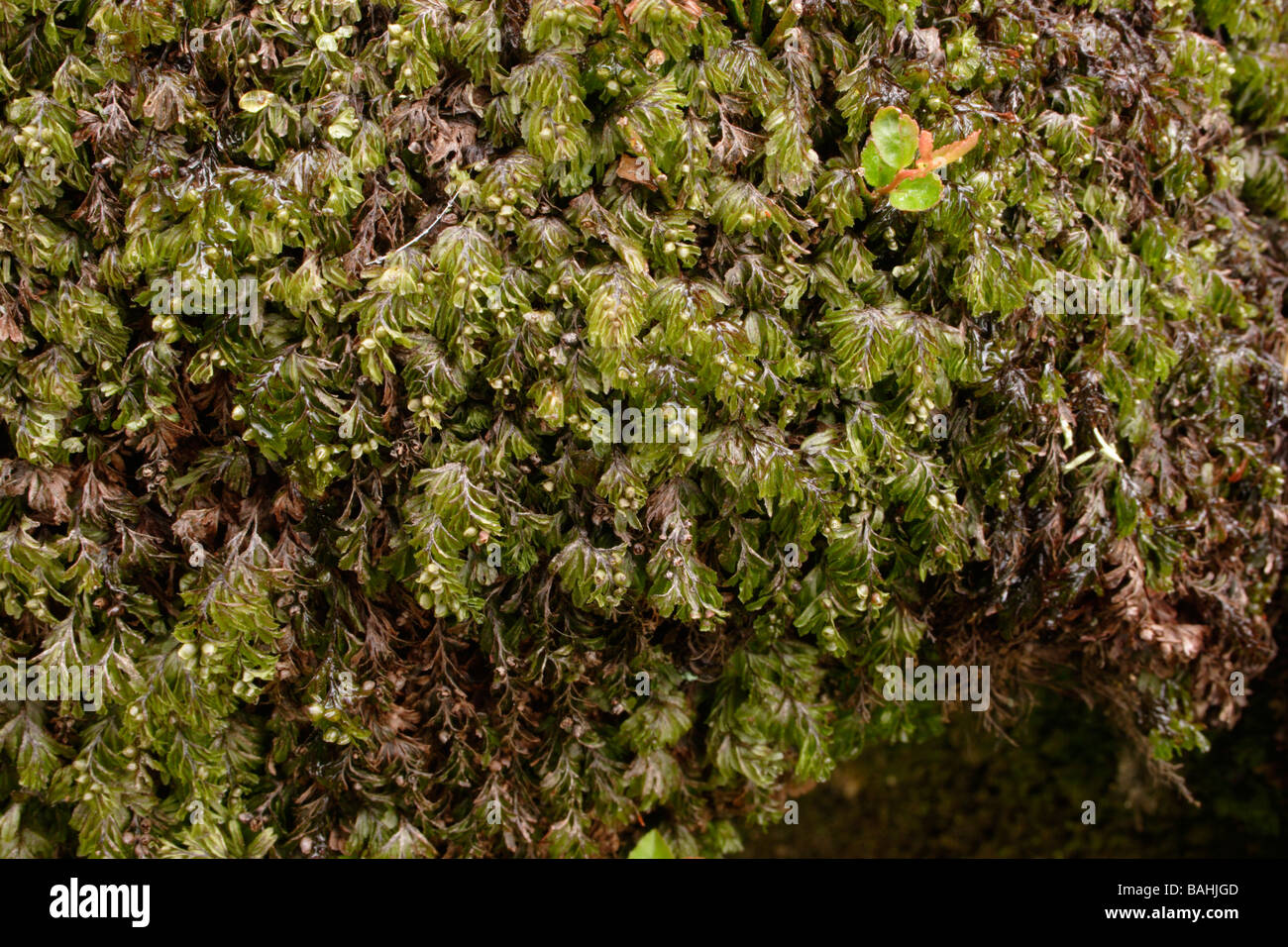 Wilson s filmy fern Hymenophyllum wilsonii UK Stock Photo