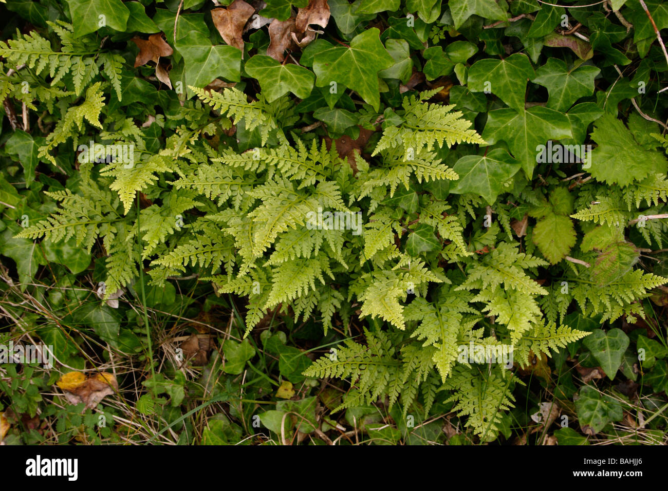 Black spleenwort Asplenium adiantum nigrum on a rock face UK Stock Photo