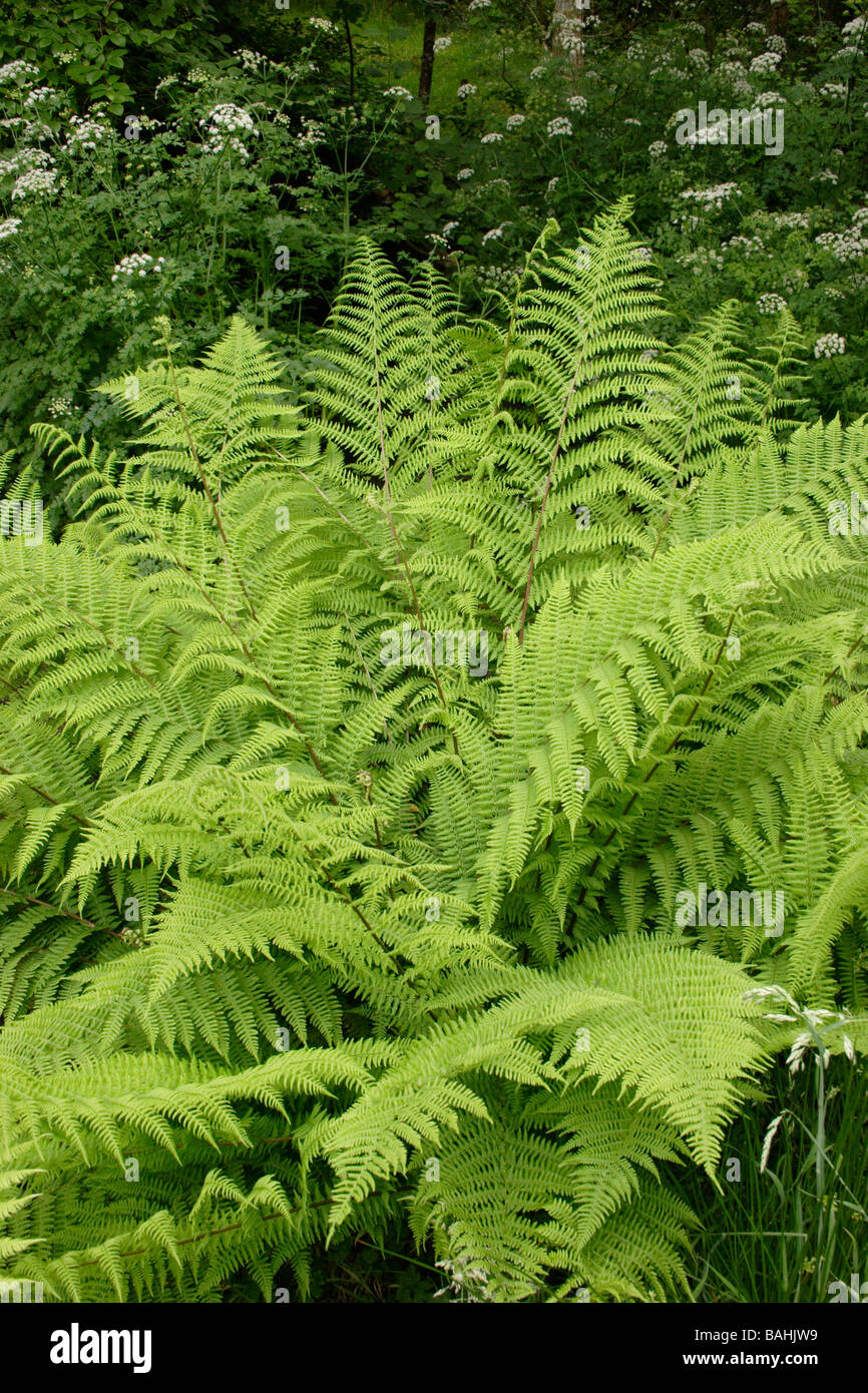 Lady ferns Athyrium filix femina Woodsiaceae in damp sessile oak woodland UK Stock Photo
