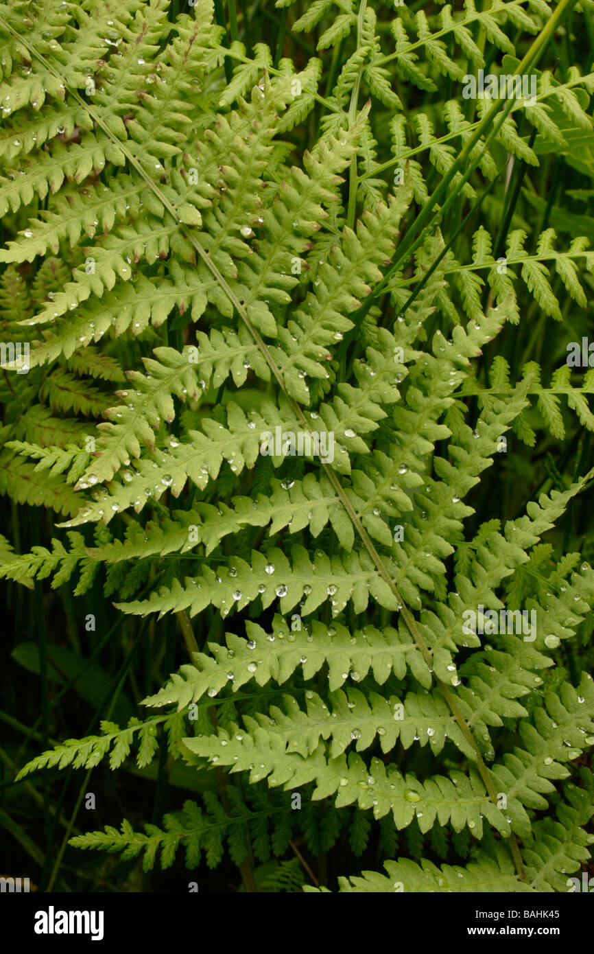 Marsh fern Thelypteris palustris Theylpteridaceae UK Stock Photo
