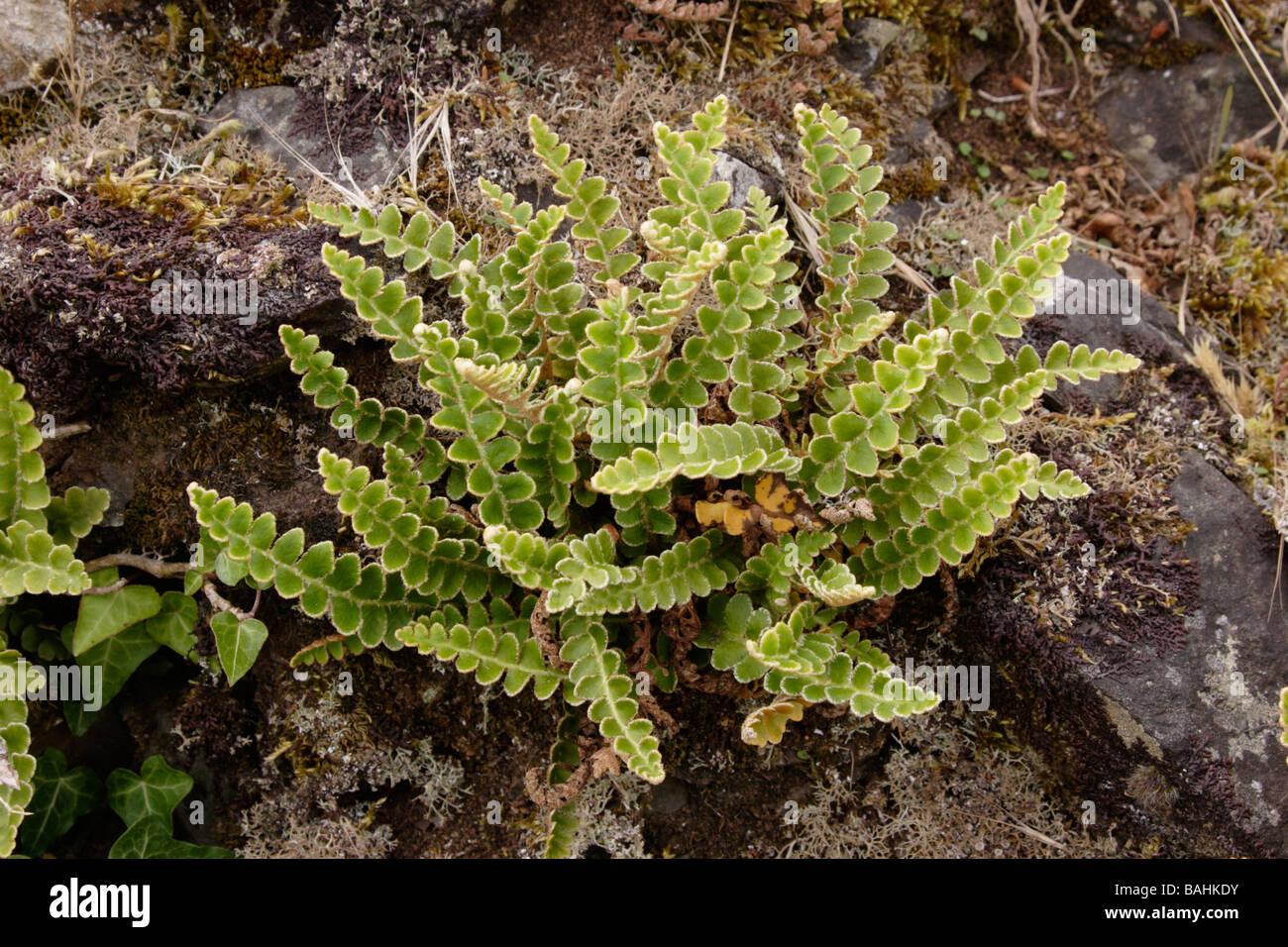 Rustyback fern Ceterach officinarum on an old wall UK Stock Photo